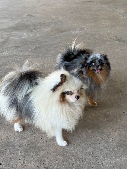 ปอมเมอเรเนียน รูปที่ 5