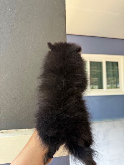 ปอมเมอเรเนียน รูปที่ 4