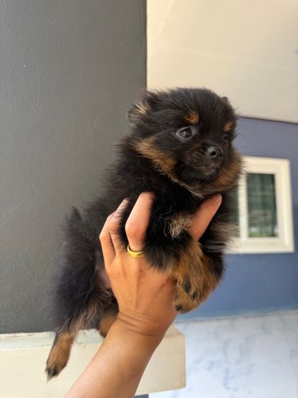 ปอมเมอเรเนียน รูปที่ 3