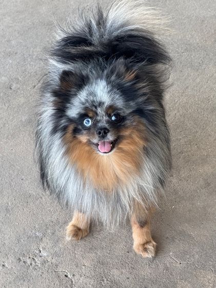 ปอมเมอเรเนียน รูปที่ 6