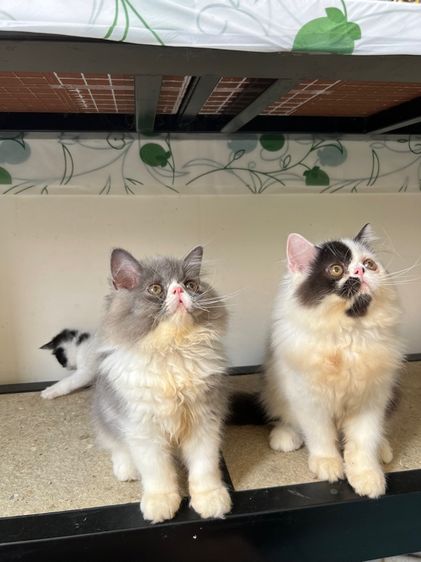 เปอร์เซียหน้าบี้ รูปที่ 9