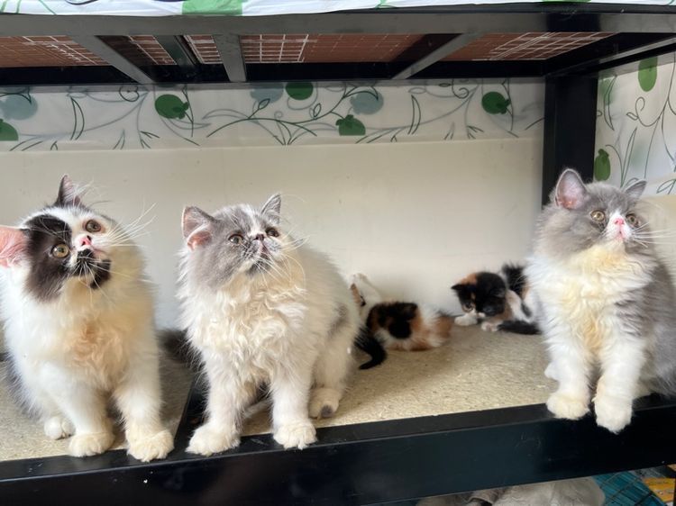 เปอร์เซียหน้าบี้ รูปที่ 4