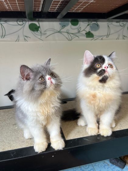 เปอร์เซียหน้าบี้