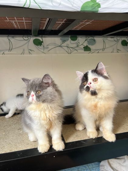 เปอร์เซียหน้าบี้ รูปที่ 7