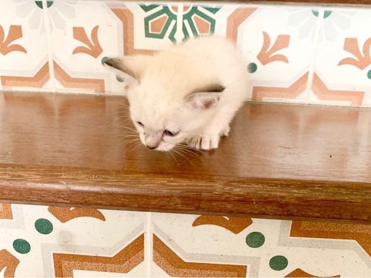 เด็กหญิงสิเชียรมาศ รูปที่ 4