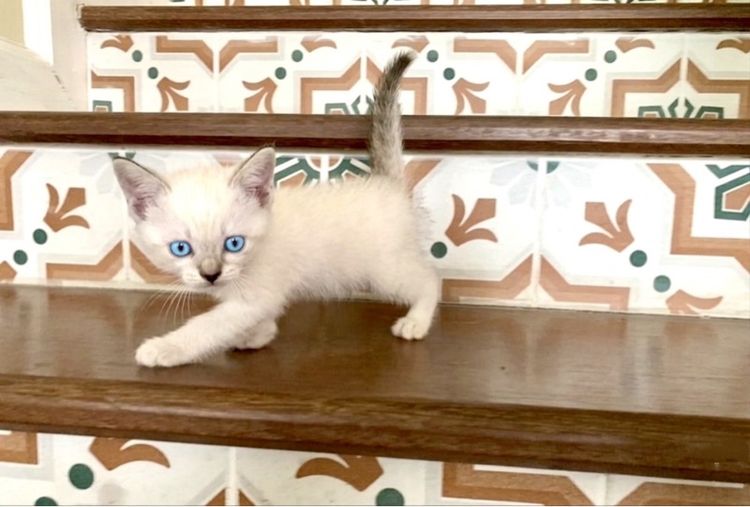 เด็กหญิงสิเชียรมาศ รูปที่ 3