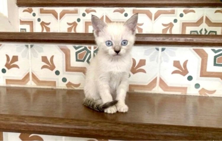 วิเชียรมาศ (Siamese Cat) เด็กหญิงสิเชียรมาศ