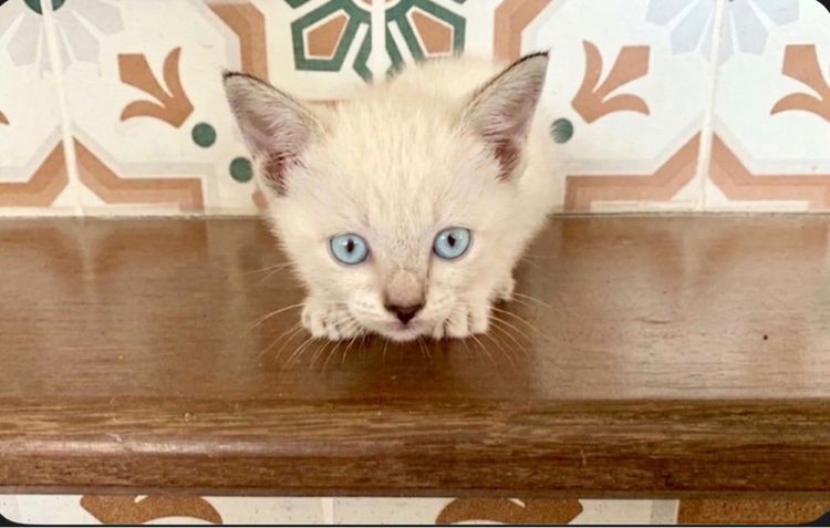 เด็กหญิงสิเชียรมาศ รูปที่ 2