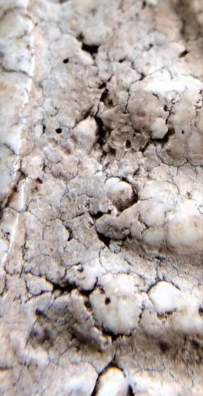 พระสมเด็จ วัดระฆัง บางขุนพรหม วัดเกศไชโย หลวงปู่ภู หลวงปู่นาค รูปที่ 9