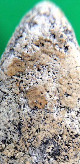 พระสมเด็จ วัดระฆัง บางขุนพรหม วัดเกศไชโย หลวงปู่ภู หลวงปู่นาค รูปที่ 15