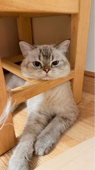 บริติช ชอร์ตแฮร์ (British Shorthair) บริติชผสมสก็อตติช