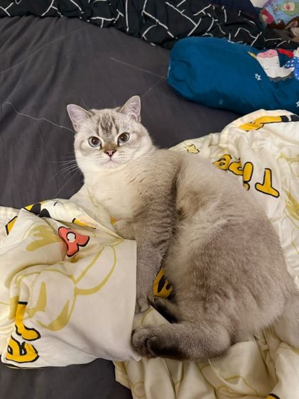 บริติชผสมสก็อตติช รูปที่ 2