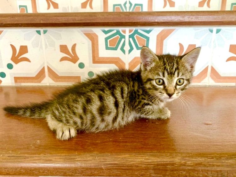 เด็กชายเยงกอล รูปที่ 2