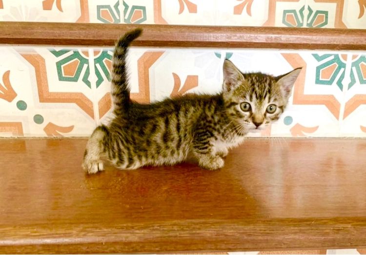 เด็กชายเยงกอล รูปที่ 4