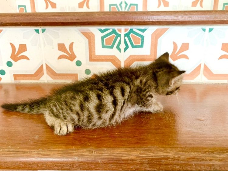 เด็กชายเยงกอล รูปที่ 5