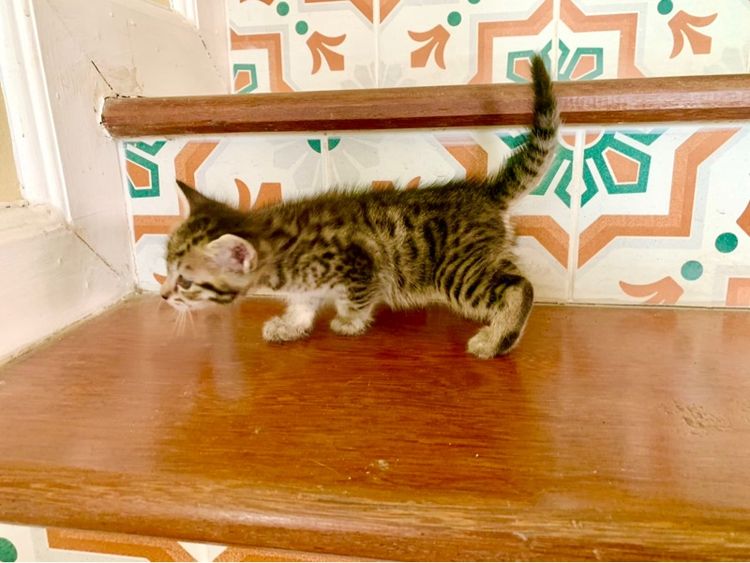 เด็กชายเยงกอล รูปที่ 6