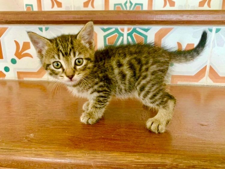 เบงกอล (Bengal House Cat) เด็กชายเยงกอล