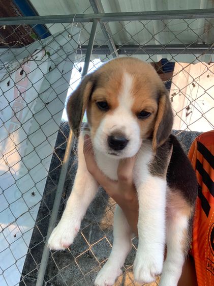 บีเกิ้ลแท้ รูปที่ 3