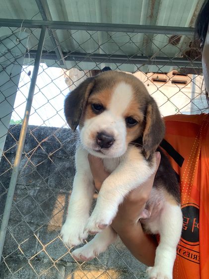 บีเกิ้ลแท้ รูปที่ 2