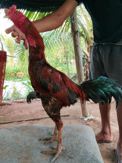 เจ้าสไนเปอร์