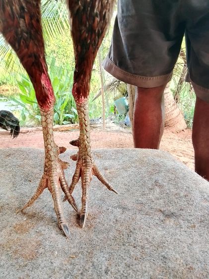 เจ้าสไนเปอร์ รูปที่ 5