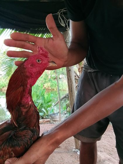 เจ้าสไนเปอร์ รูปที่ 4