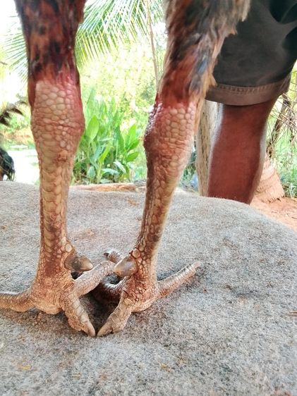 เจ้าสไนเปอร์ รูปที่ 6