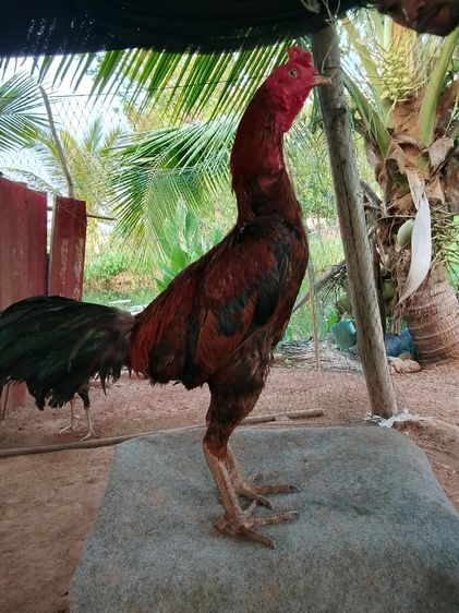 เจ้าสไนเปอร์ รูปที่ 2