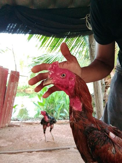 เจ้าสไนเปอร์ รูปที่ 3