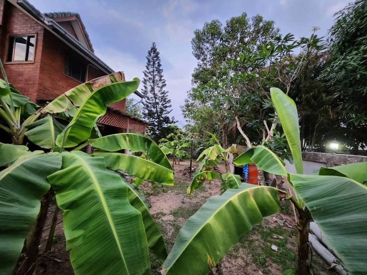 ที่ดิน รูปที่ 4