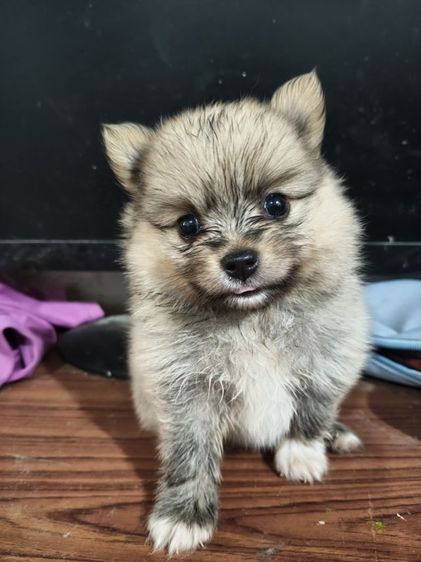 น้องปอมต้องการหาบ้านรับสมัครผู้ปกครองใจดีช่วยรับไปอยู่บ้านด้วยคนสนใจสอบถามโทร0813643191ได้นะคะ