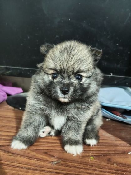 น้องปอมต้องการหาบ้านรับสมัครผู้ปกครองใจดีช่วยรับไปอยู่บ้านด้วยคนสนใจสอบถามโทร0813643191ได้นะคะ รูปที่ 7