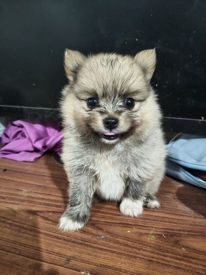 น้องปอมต้องการหาบ้านรับสมัครผู้ปกครองใจดีช่วยรับไปอยู่บ้านด้วยคนสนใจสอบถามโทร0813643191ได้นะคะ รูปที่ 6