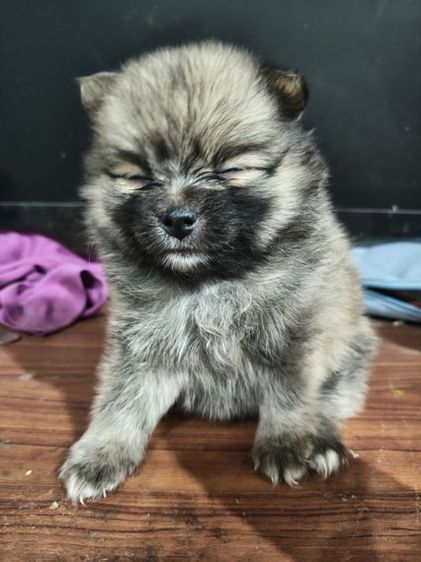 น้องปอมต้องการหาบ้านรับสมัครผู้ปกครองใจดีช่วยรับไปอยู่บ้านด้วยคนสนใจสอบถามโทร0813643191ได้นะคะ รูปที่ 4