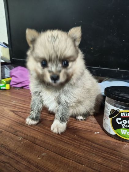 น้องปอมต้องการหาบ้านรับสมัครผู้ปกครองใจดีช่วยรับไปอยู่บ้านด้วยคนสนใจสอบถามโทร0813643191ได้นะคะ รูปที่ 8