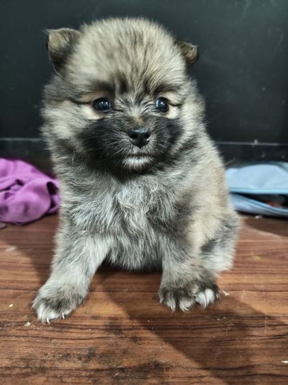 น้องปอมต้องการหาบ้านรับสมัครผู้ปกครองใจดีช่วยรับไปอยู่บ้านด้วยคนสนใจสอบถามโทร0813643191ได้นะคะ รูปที่ 3