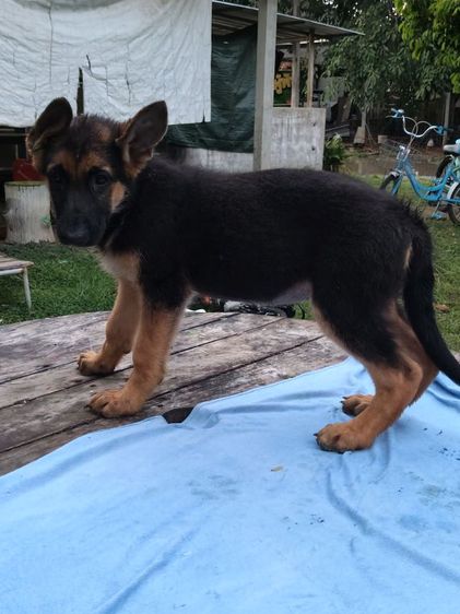 น้องเยอรมันเชพเพิร์ดเพศหญิงตัวสุดท้ายพอจะมีผู้ปกครองใจดีรับไปดูแลไหมคะสินสอดเบาๆสอบถามที่เบอร์0813643191ได้จ้า รูปที่ 6