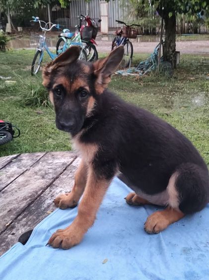 น้องเยอรมันเชพเพิร์ดเพศหญิงตัวสุดท้ายพอจะมีผู้ปกครองใจดีรับไปดูแลไหมคะสินสอดเบาๆสอบถามที่เบอร์0813643191ได้จ้า รูปที่ 3