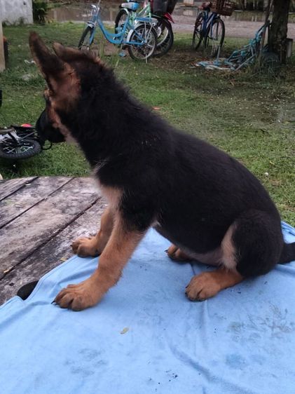 น้องเยอรมันเชพเพิร์ดเพศหญิงตัวสุดท้ายพอจะมีผู้ปกครองใจดีรับไปดูแลไหมคะสินสอดเบาๆสอบถามที่เบอร์0813643191ได้จ้า รูปที่ 4