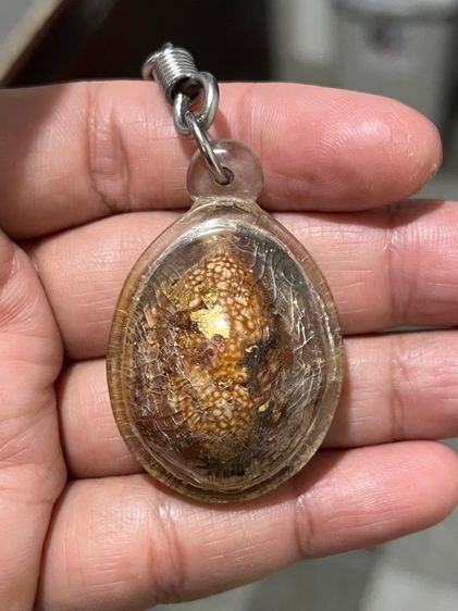 เบี้ยแก้เก่าแท้ ใครทราบที่กินตับได้เลว รูปที่ 2