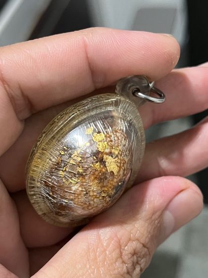 เบี้ยแก้เก่าแท้ ใครทราบที่กินตับได้เลว