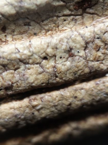 พระสมเด็จสวยๆครับ รูปที่ 10