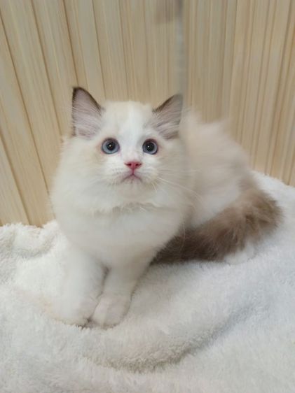 Ragdoll Blue bi-color รูปที่ 3