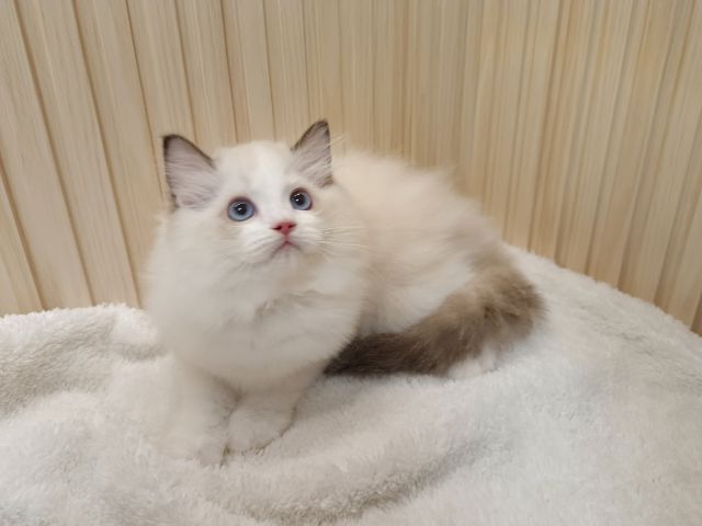 Ragdoll Blue bi-color รูปที่ 4