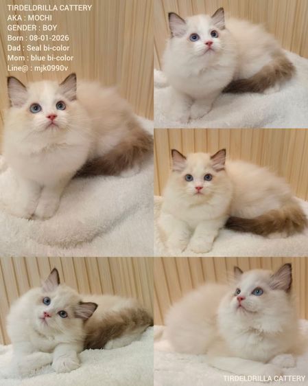แร็กดอลล์ (Ragdoll) Ragdoll Blue bi-color