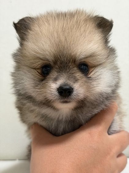 ลูกสุนัข ปอม เพศผู้ รูปที่ 2