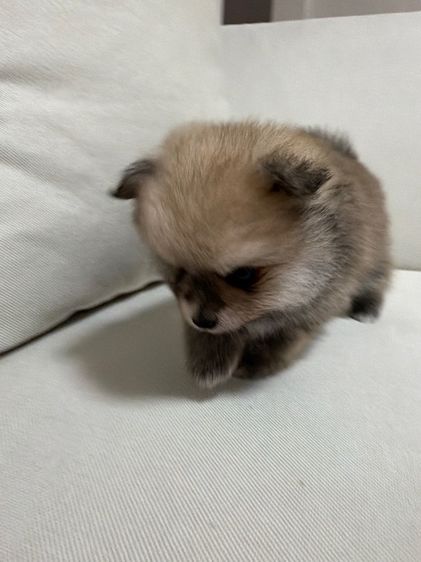 ลูกสุนัข ปอม เพศผู้ รูปที่ 5