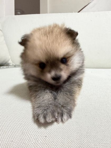 ลูกสุนัข ปอม เพศผู้ รูปที่ 7