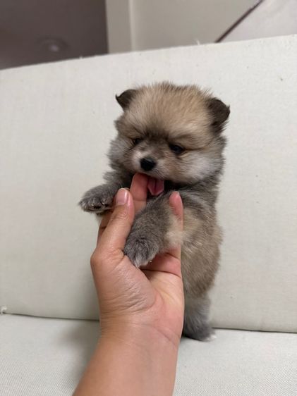 ลูกสุนัข ปอม เพศผู้ รูปที่ 6