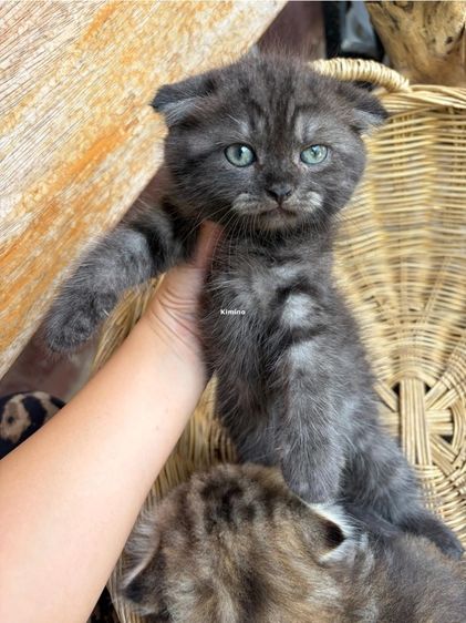 สก๊อตติช